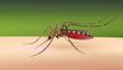 Google Wants to Release 64 Million Bacteria-Infected Mosquitoes in the US: Here's Why