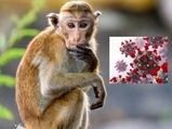 Monkey B Virus : করোনার মাঝে চীনে নতুন আতঙ্ক 'মাঙ্কি বি ভাইরাস'! কী এই রোগ? জেনে নিন