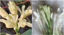 Vastu Tips For Tuberose: স্বামী-স্ত্রীর সম্পর্কের মধুরতা বাড়ায় রজনীগন্ধা! বাড়ির এই বিশেষ কোণে গাছ লাগান