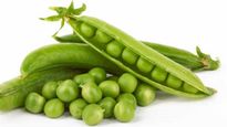 Green Peas Benefits: রোজ কড়াইশুঁটি খেলেই হু হু করে কমবে ওজন!
