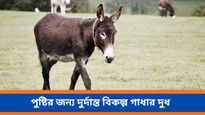  গাধার দুধের আশ্চর্যজনক স্বাস্থ্য উপকারিতা, জানলে চমকে উঠবেন আপনিও 