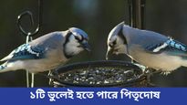 নিত্যদিন দানা দিচ্ছেন পাখিদের? ১টি ভুলেই হতে পারে পিতৃদোষ, সাবধান