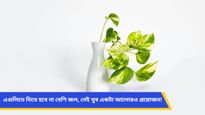 কর্ম ব্যস্ততার মধ্যে ইনডোর প্ল্যান্টের শখ? জেনে নিন অল্প যত্নেই বেড়ে উঠবে কোন ইনডোর প্ল্যান্টগুলি
