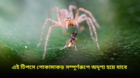 একটানা বৃষ্টিতে পোকামাকড়ের উপদ্রব বাড়ছে! সমস্যা রুখতে আজই ট্রাই করুন এই টিপসগুলি 