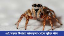 ঘরে আনাচে কানাচে উঁকি দিচ্ছে মাকড়সার জাল, ঘরোয়া উপায়েই তাড়ান মাকড়সা