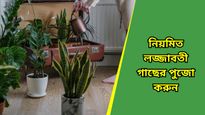 নিয়ম মেনে লজ্জাবতী গাছ লাগান, পাবেন ভগবান শিবের আশীর্বাদ!