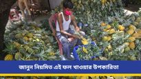 ক্যানসার প্রতিরোধের সঙ্গেই বহু উপকার সাধনের ক্ষমতা রাখে এই টক-মিষ্টি ফল, জানেন কী ফল?  