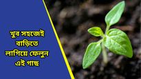 রান্নাঘরে খুব সহজেই এভাবে লাগান জোয়ান গাছ, রইল গাছের যত্নের টিপস