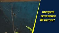 বাড়ির যত্রতত্র জমেছে মাকড়সার জাল, বাস্তু মতে এগুলির উপস্থিতি শুভ নাকি অশুভ, কিসের লক্ষণ দেয়? 