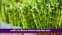 সুস্বাস্থ্য ও দীর্ঘায়ু পেতে আজই বাড়িতে লাগান এই গাছ, জানুন এর সঠিক দিক নির্দেশনা 