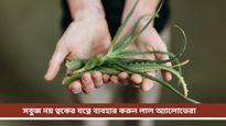 Red aloe vera: ফেরাবে ত্বকের হারিয়ে যাওয়া গ্লো, শীতের শুরু থেকেই ব্যবহার করুন লাল অ্যালোভেরা! 