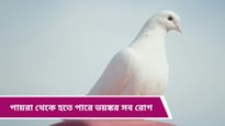 Pigeon Disease: শুধু বিড়ি-সিগারেট নয়, পায়রাও ডেকে আনতে পারে ফুসফুসের মারাত্মক বিপদ!