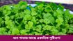 ধনে পাতা শুধু স্বাদ বাড়াতে নয়, এতে আছে আশ্চর্যজনক স্বাস্থ্য উপকারিতাও!