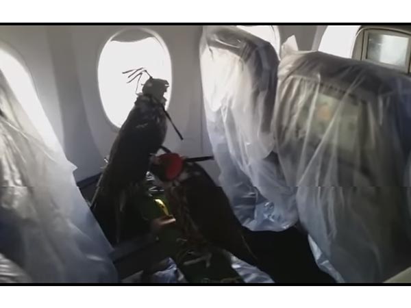 ৮০ টি বাজপাখি নিয়ে আকাশে উড়লেন এক সৌদি রাজপুত্র