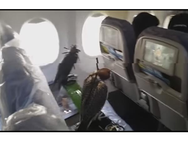 ৮০ টি বাজপাখি নিয়ে আকাশে উড়লেন এক সৌদি রাজপুত্র