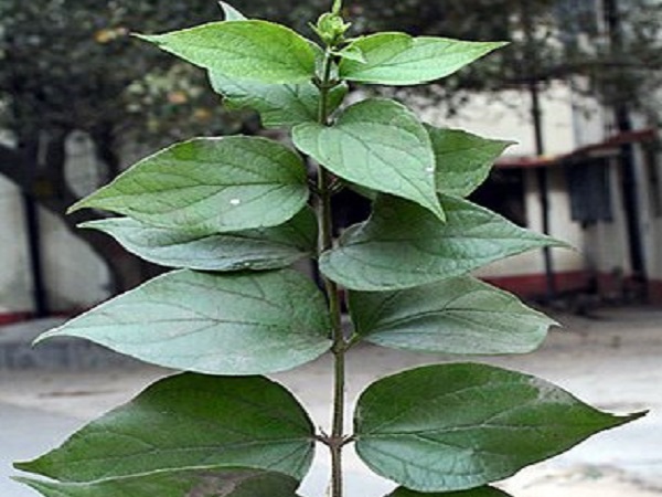 benefits of Nyctanthes