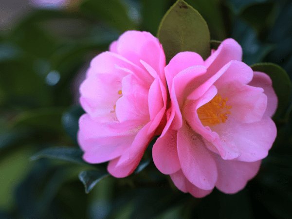 Stunning Flowers To Grow This Winter