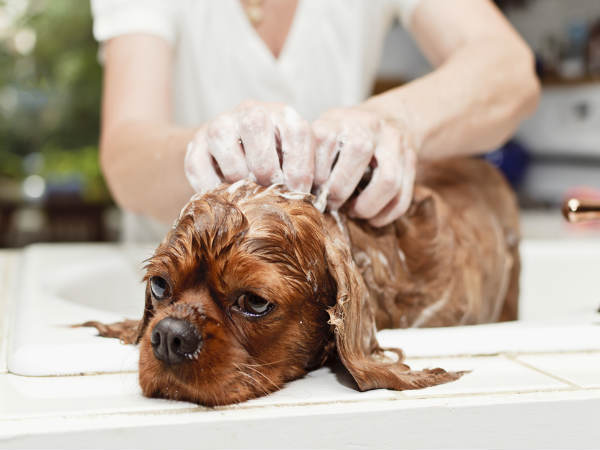 COVID-19 Pandemic : Tips to take care of your pets