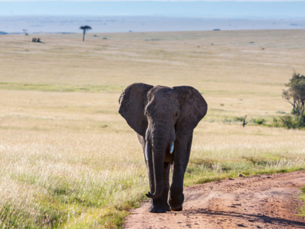 World Elephant Day 2020 : Some Interesting Facts About Elephants