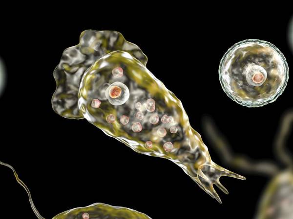 Brain-eating Amoeba Now Spreading Faster in US, All You Need to Know About Deadly Disease In Bengali Brain-eating Amoeba Now Spreading Faster in US, All You Need to Know About Deadly Disease In Bengali