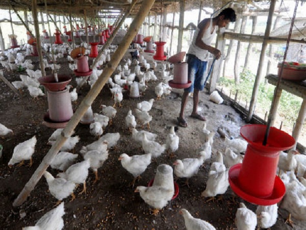 Bird Flu : Is It Safe To Eat Chicken And Poultry? Heres What WHO Recommends