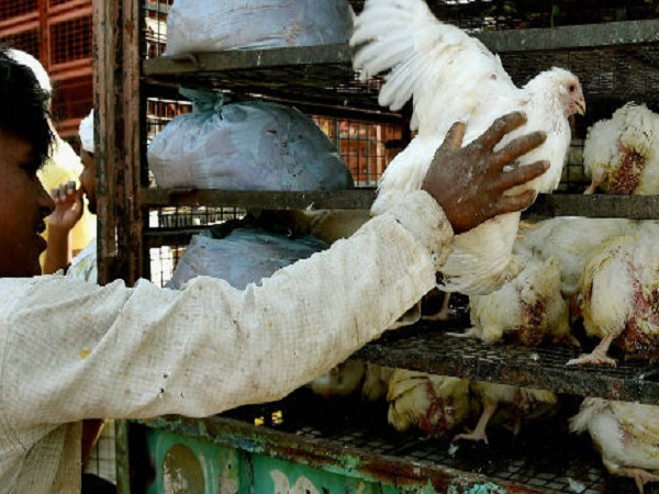 Bird Flu : Is It Safe To Eat Chicken And Poultry? Heres What WHO Recommends