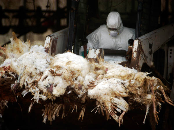 China reports first human case of bird flu strain H10N3 in world