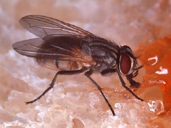 Seven Ways to Get Rid of Flies in Your Home