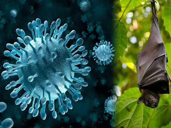 Whats is Nipah Virus Infection? Causes, Symptoms, Treatments and Prevention Whats is Nipah Virus Infection? Causes, Symptoms, Treatments and Prevention