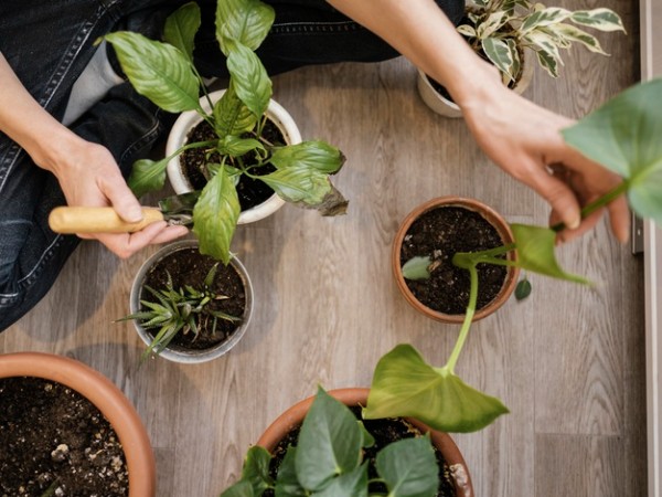 air purifying plants