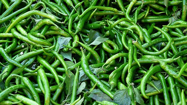 How to preserve Green Chillies How to preserve Green Chillies