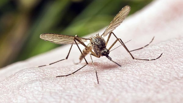Natural Tips to Get Rid of Mosquitoes