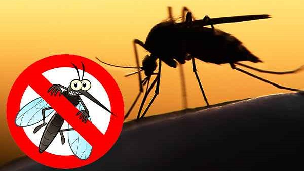 Natural Tips to Get Rid of Mosquitoes