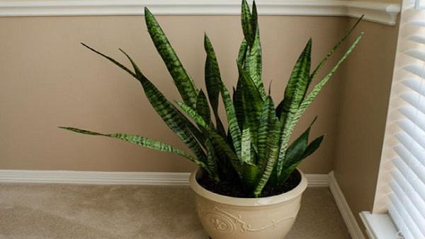 Vastu Tips For Snake Plant