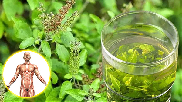 Tulsi Water Benefits