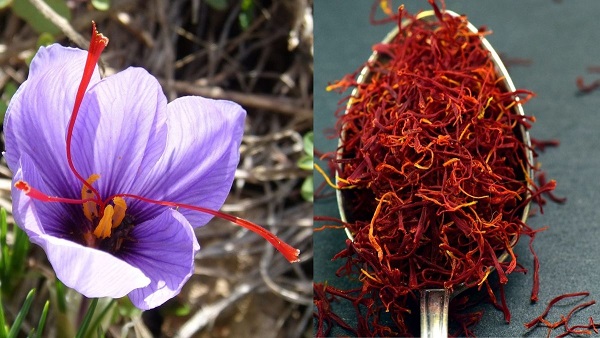 saffron water benefits