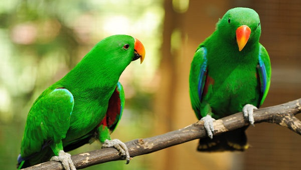 Diwali 2023 Diwali 2023