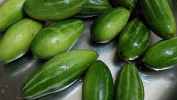 pointed gourd benefits
