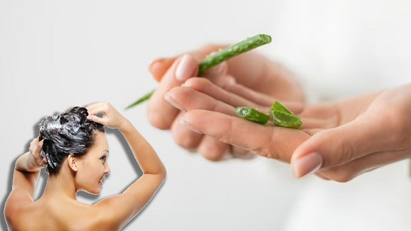 aloe vera for hair aloe vera for hair