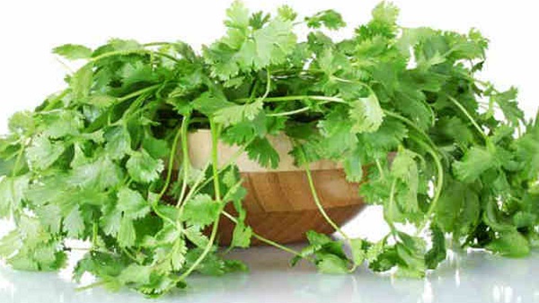 coriander leaves