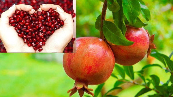 pomegranate tree vastu