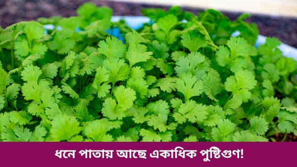 Coriander leaves