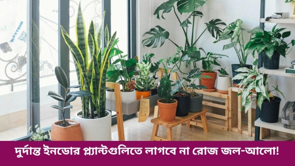 indoor plant care