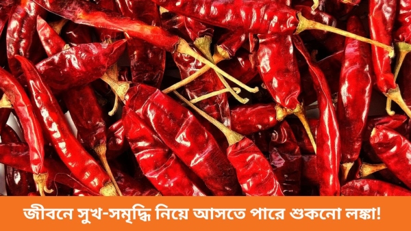 Red chilli