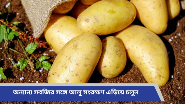 potato