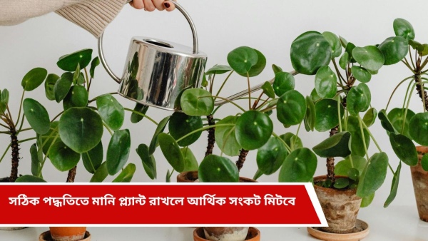 money plant