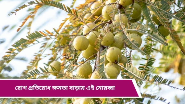 Amla Amla