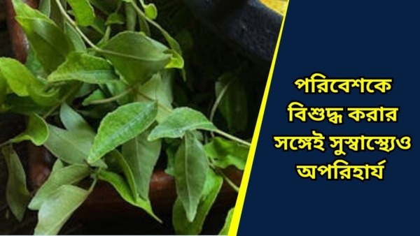 Medicinal plants Medicinal plants