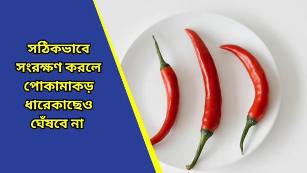 red chilli red chilli
