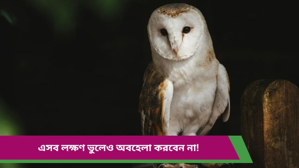 owl